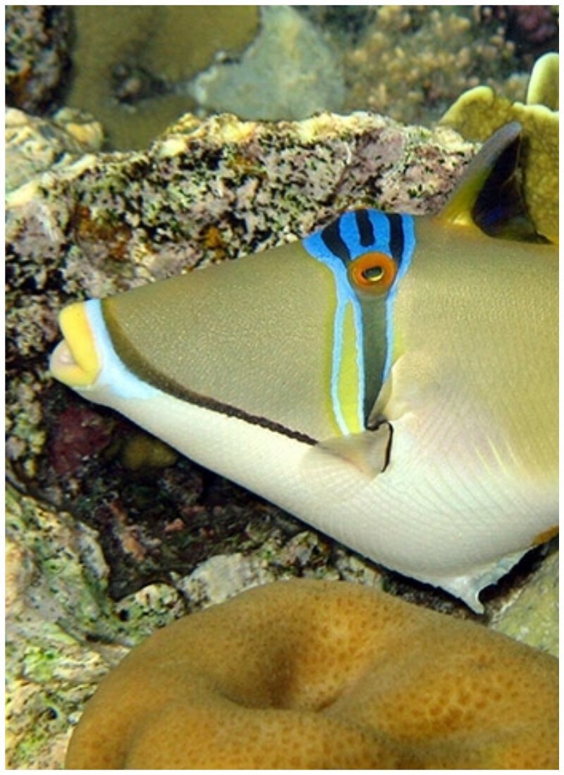 15 милых животных, чьи черепа как будто созданы для фильмов ужасов животные