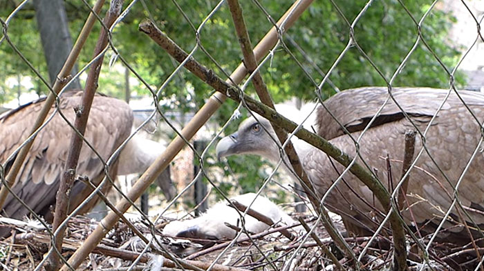 same-sex-gay-vulture-couple-hatch-abandoned-baby-egg-7
