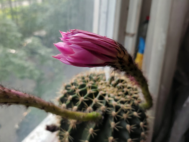 кактус цветет