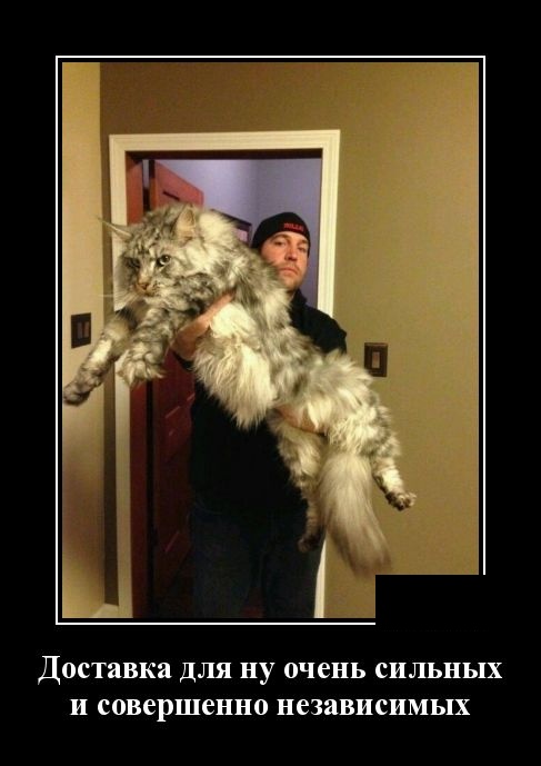 - Что означают пятна на Солнце? - Окна пора мыть! - Что означают пятна на Солнце? - Окна пора мыть! анекдоты,демотиваторы,приколы