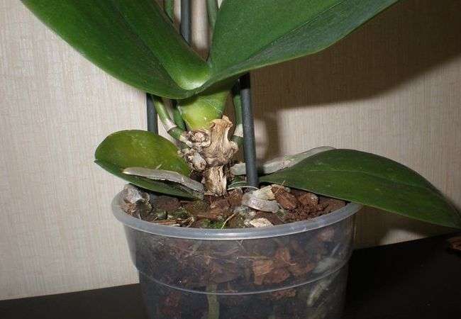 Гниение сердцевины у комнатной орхидеи
