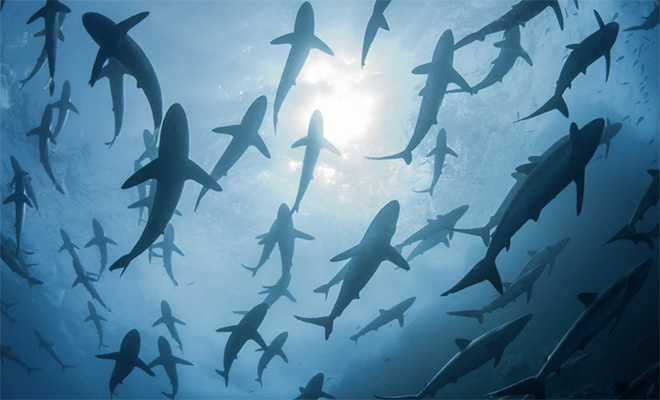 19 миллионов лет назад 90% акул неожиданно исчезли: ученые пытаются понять причины миллионов, назад, произошло, миоцене, исчезновение, Мирового, меньше, примерно, привычные, акулы Причем, историческим, меркам, довольно, быстро, заняло, лет В, тысяч, появились, раннем, никаких
