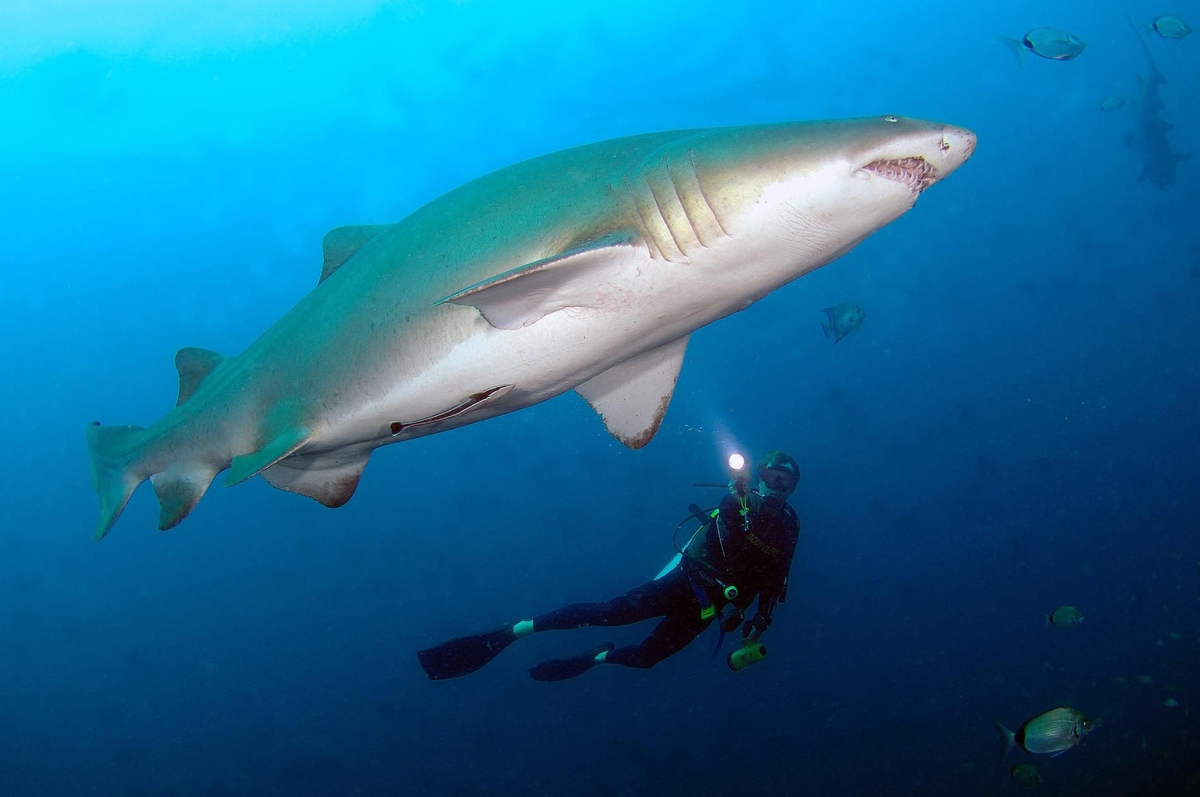 Слышь, двуногий, не пали мою маскировку, все вокруг думают, что я парящий в воде камень. 