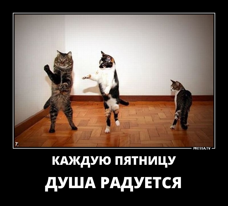 Забавные позитивные демотиваторы для хорошего настроения Забавные позитивные демотиваторы для хорошего настроения