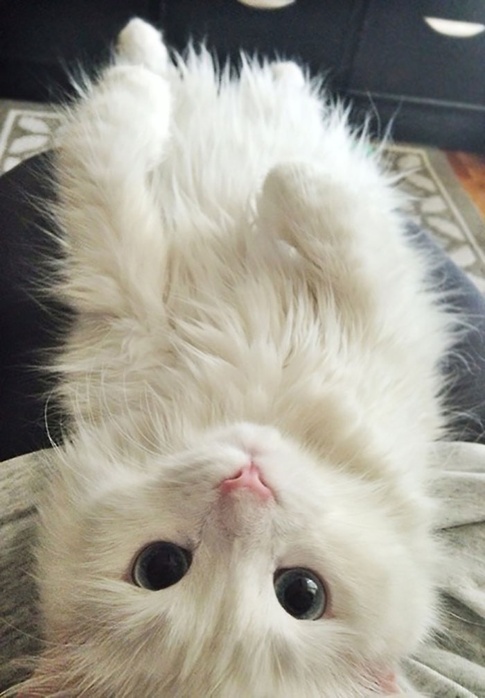 Без кота и жизнь не та