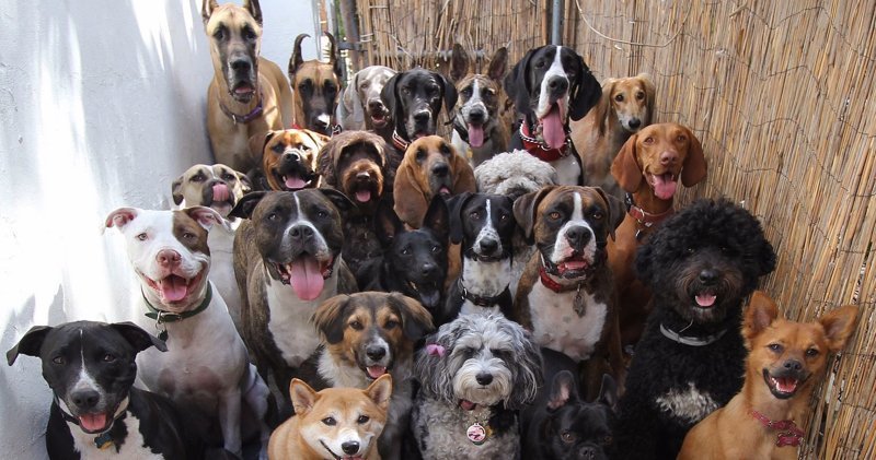 Породы собак от больших до маленьких больших, бульдог, до маленьких, питомец, породы, собак, такса
