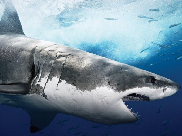 Огромная белая акула сделала с девушкой такое, что все замерли в ужасе! акула