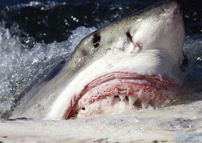 Акулы-людоеды: причины нападений и география обитания. Какие акулы чаще всего нападают на людей?