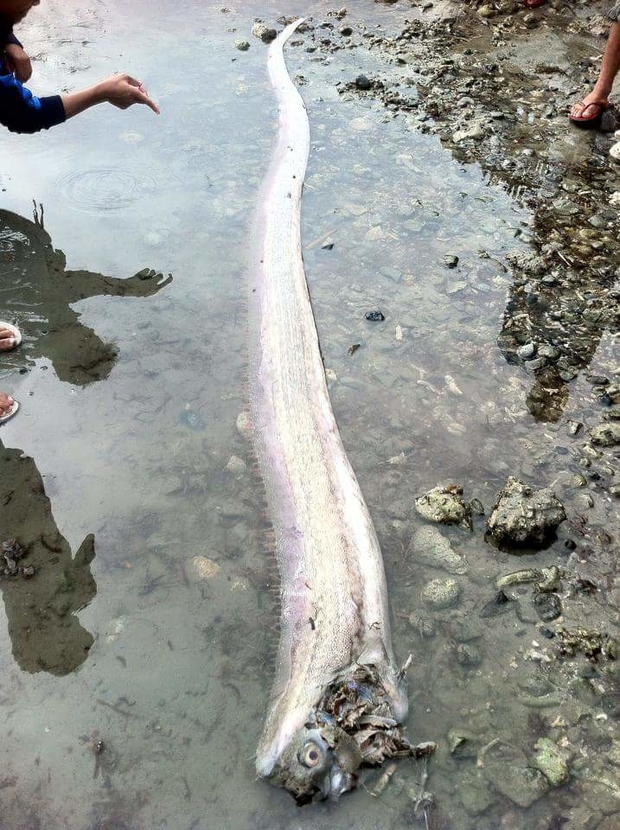 На Филиппинах поймали огромное «морское чудовище»
