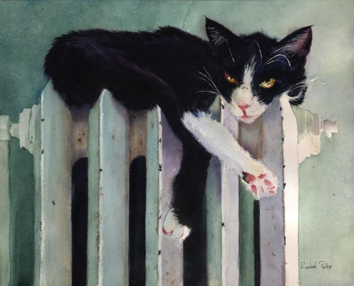 Чёрно-белый кот. Автор: Rachel Parker.