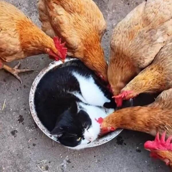 Очарование животных: моменты, которые заставляют улыбаться  