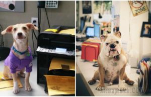 20 смешных фотографий, доказывающих, что собаки — отличные сотрудники
