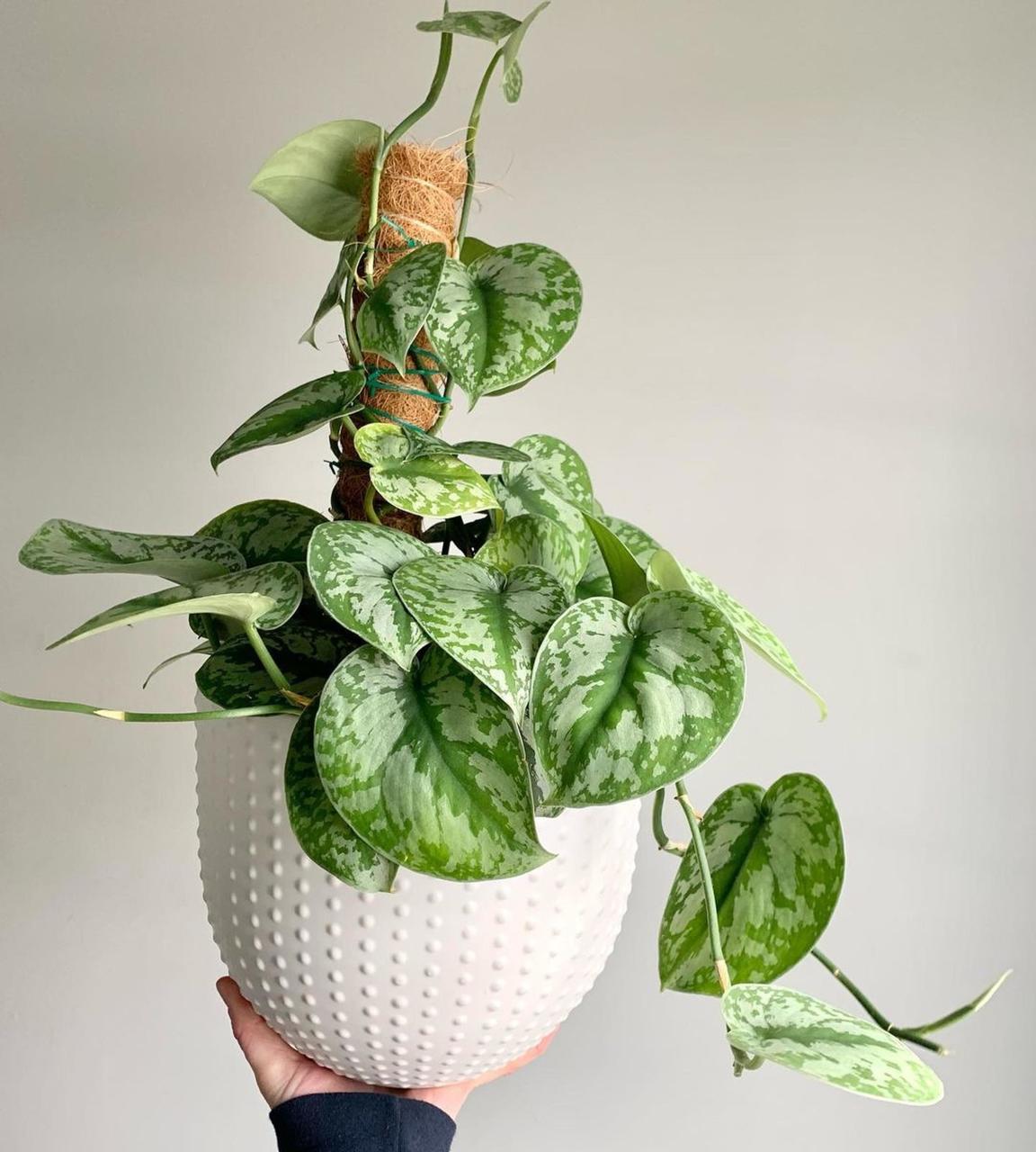 Никаких фикусов: 7 комнатных растений, полезных для иммунитета растение, ухаживать, растения, рассеянный, листья, полив, 20–25, можно, может, которые, листьями, зимой, аромат, кв мКак, формальдегид, выделяет, помогает, воздуха, кустарник, фитонциды