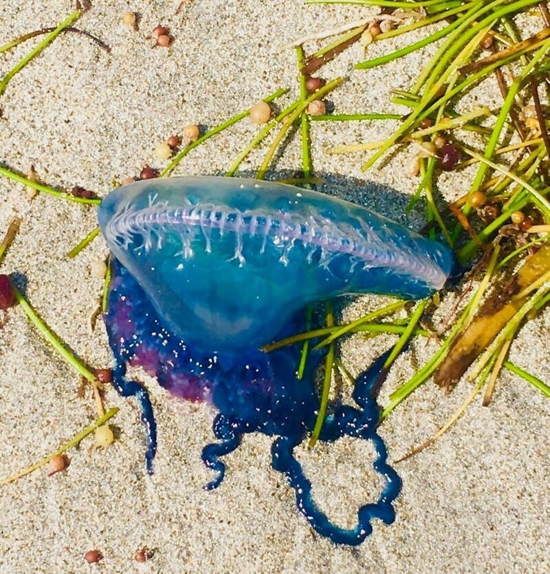 5. Португальский кораблик — это не просто красивое творение природы. Это самая настоящая медуза-убийца, которая держится на поверхности воды с помощью прозрачного пузыря, наполненного газом в мире, вещи, интересно, находка, пляж, удивительно