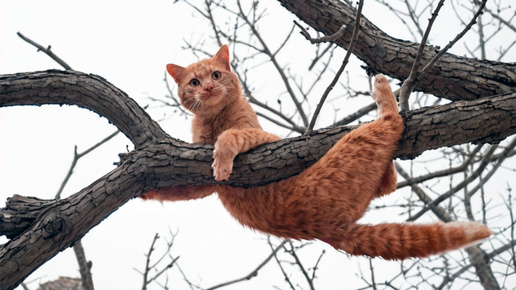 Дневник кота Виталия