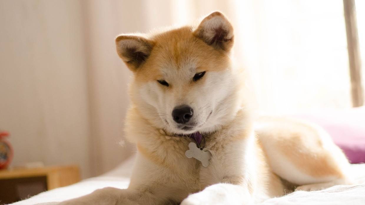 Кинолог Голубев предостерег от самолечения пневмонии у собак