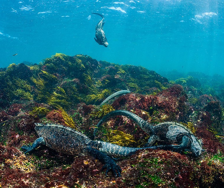 Морская игуана фото под водой