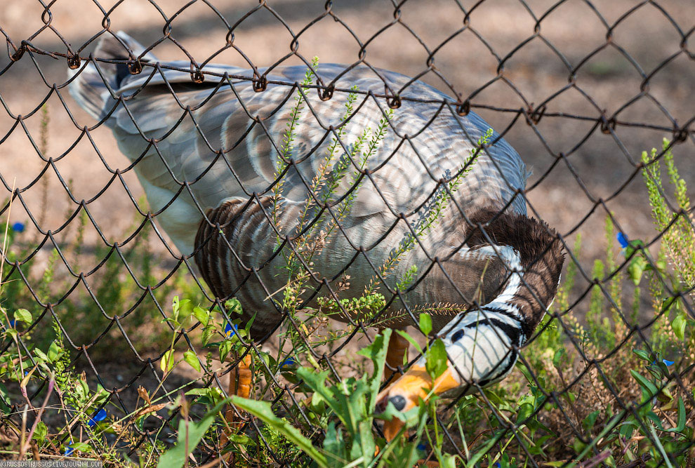 Хинганский заповедник на Дальнем Востоке Хинганский заповедник на Дальнем Востоке Путешествия,фото