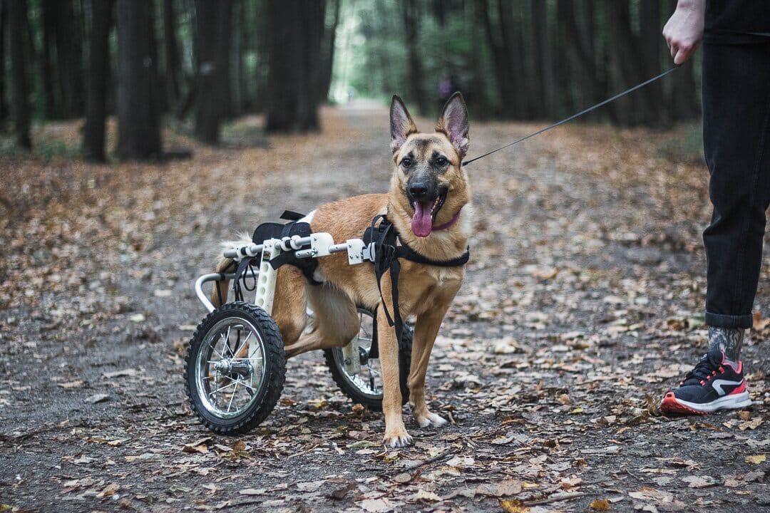 собака-инвалид