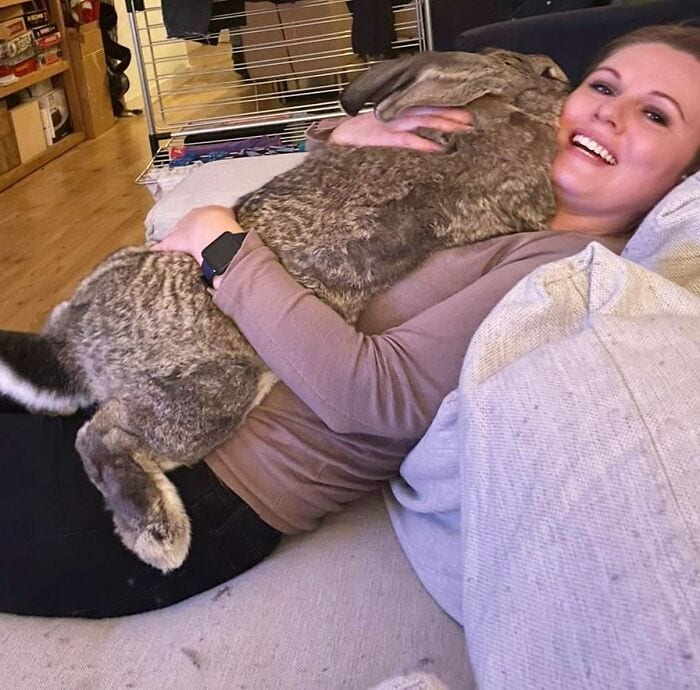Гигантский кролик Гуус, который весит 22 кг, удивляет всех своим размером и добродушным характером домашние животные,наши любимцы