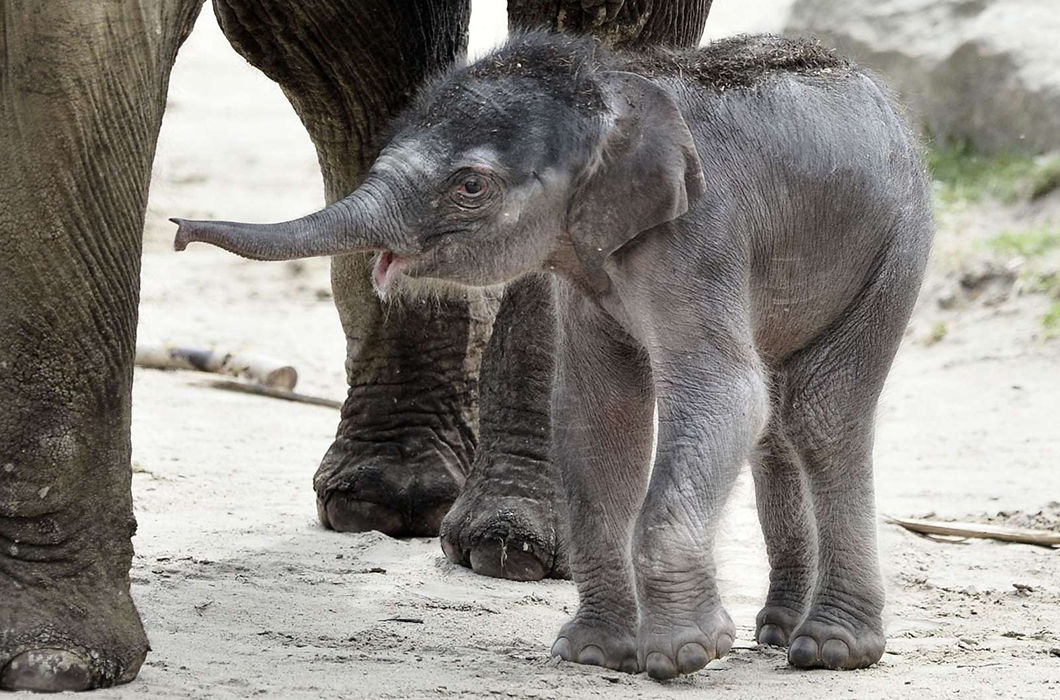 Умилительные фото детенышей животных