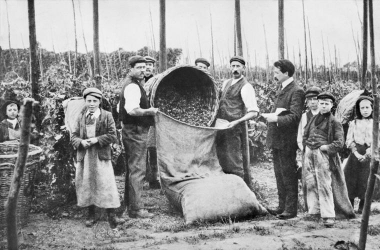 Как собирали хмель в графстве Кент