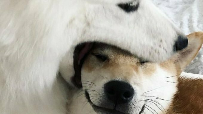 Забавные фото животных, которым ну очень хочется укусить 