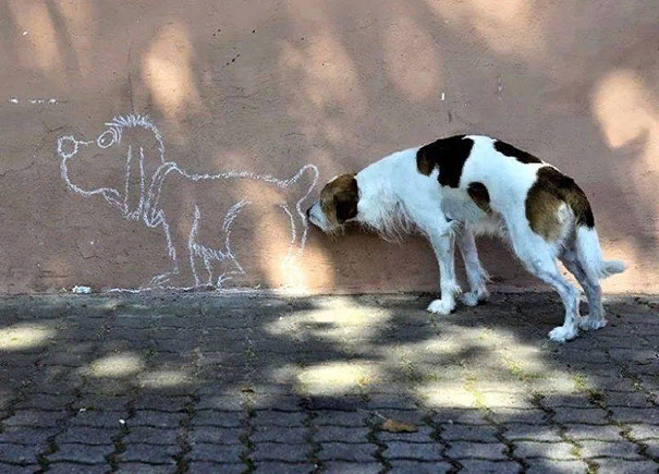 Несколько фотографий, сделанных в нужный момент которые, Мыогромные, ммммНу, совпадениеКосмическая, американской, демократииВот, значит, лошадиная, мордаСобачья, мордаХоть, одним, глазкомСмесь, собаки, жирафаАх, начинается, дружба, БуддаАнютины, сКакой, модникУдача, второе