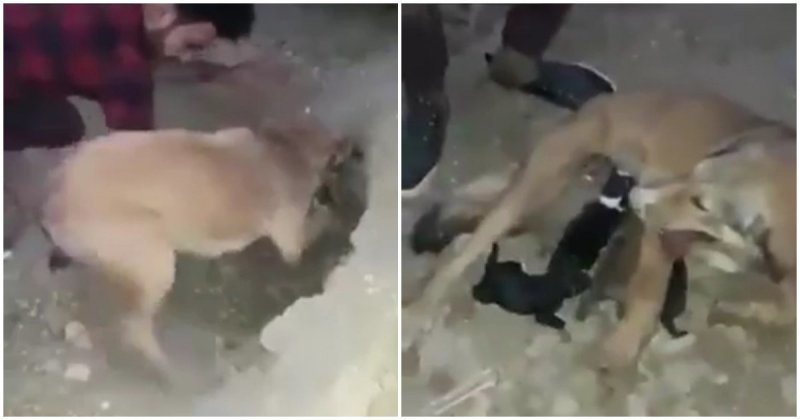  Парень помог собаке откопать засыпанных землей щенков Багдад, видео, животные, ирак, собака, спасение, щенки, щенок