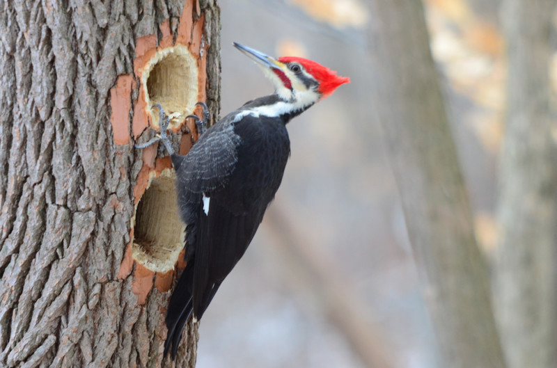 Дятел начал долбить, и вы не поверите, что произошло потом woodpecker did it, дятел, дятлова работа, на дерево без слёз смотреть нельзя