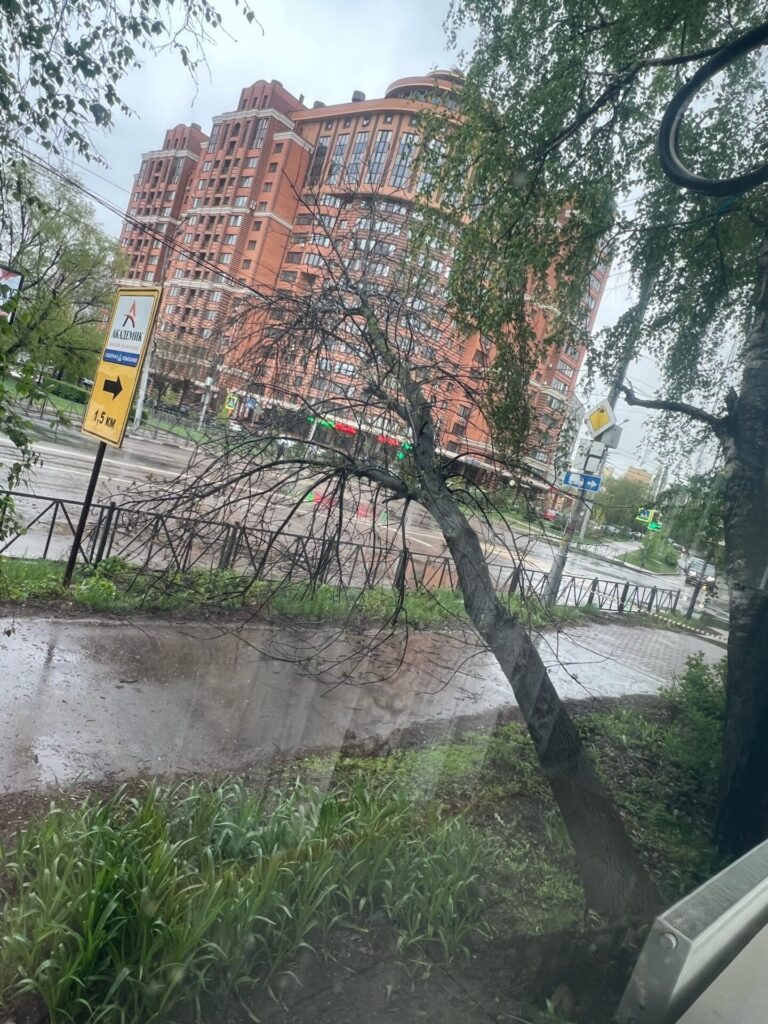 На перекрёстке в Рязани дерево упало на провода
