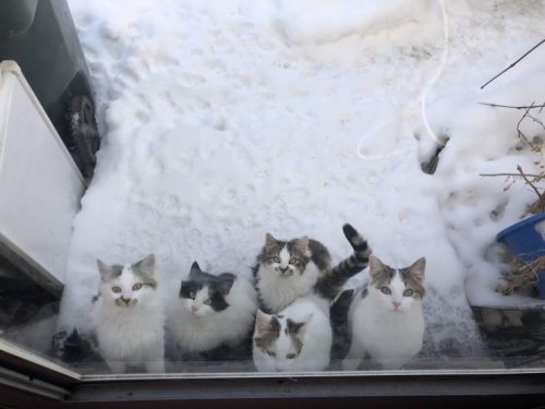 Много фото-приколов Много фото-приколов