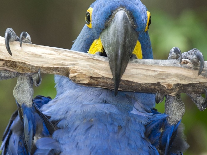 Виды-попугаев-Описание-и-образ-жизни-различных-попугаев-2
