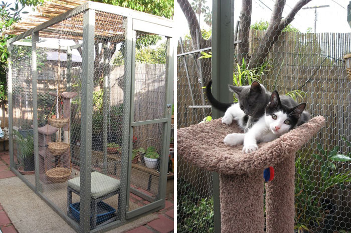  Что такое и как выглядит котио, игровая площадка для кошек на свежем воздухе №26 - BigPicture.ru
