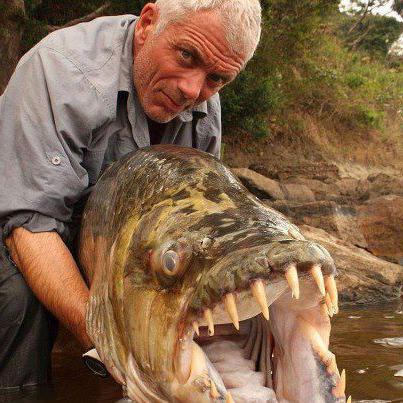 Тигровая рыба голиаф — хищник реки Конго