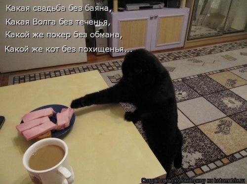 Свежая котоматрица (26 фото)