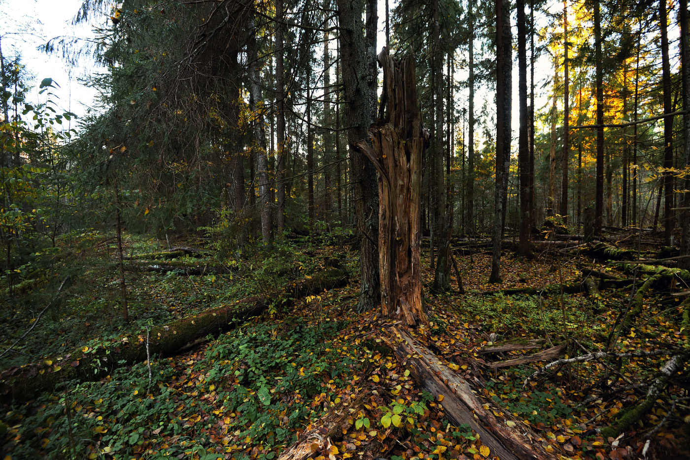 Новгородский лес