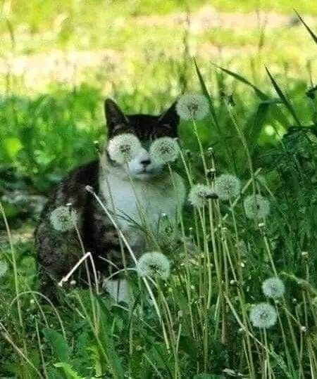 Коты в саду и на даче. 20 смешных, удивительных и просто няшных фото Коты в саду и на даче. 20 смешных, удивительных и просто няшных фото кошки, Только, кошка, хозяйка, цветы, вместо, мышей, этого, совершенно, котов, показать, вредителями, кошек, просто, чудеса13А, знаете, почему, некоторые, стремятся, залезть