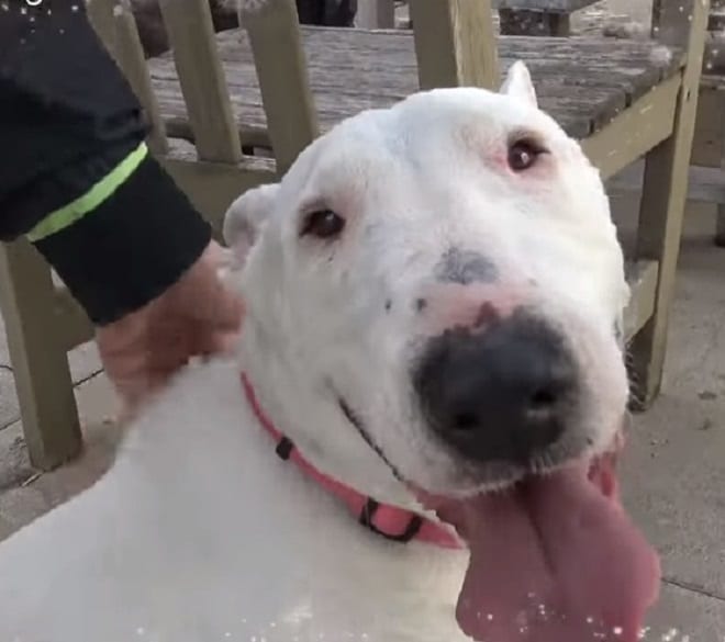 Веселая собака