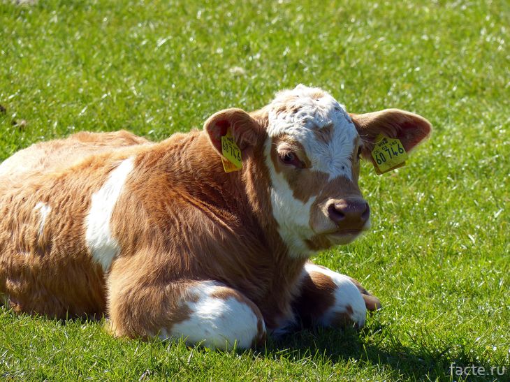 Все самое интересное о сыре супер