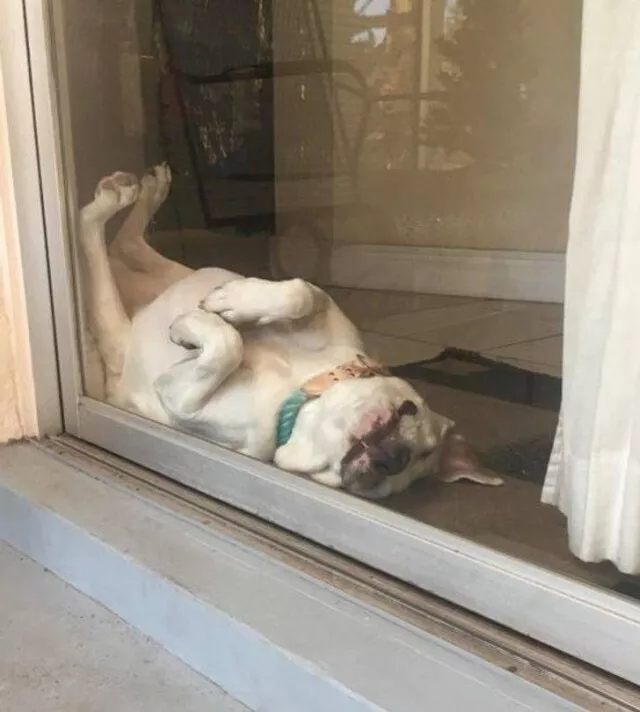 Иногда животные могут быть очень похожи на людей