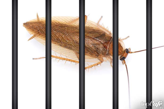 Как избавиться от тараканов: Ловушки для тараканов