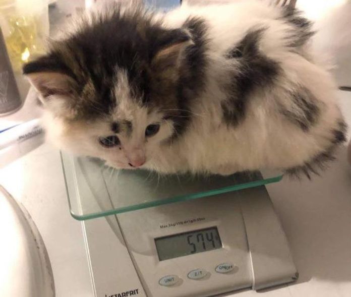 Без кота и жизнь не та