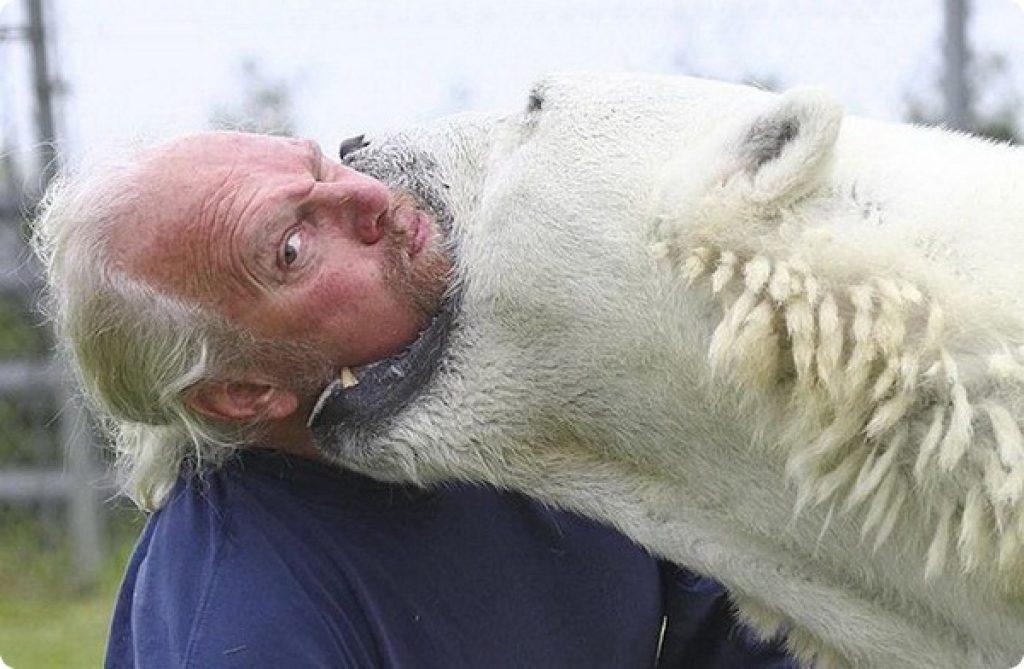 Каждое утро мужчина плавает с огромным полярным медведем! Невероятная история дружбы хищника и человека