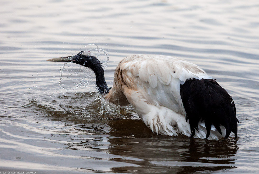 Хинганский заповедник на Дальнем Востоке Хинганский заповедник на Дальнем Востоке Путешествия,фото