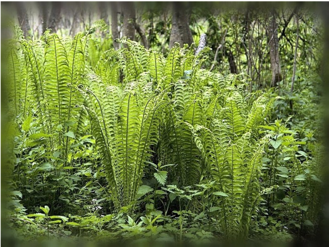 Когда цвели папоротники. Цветет ли папоротник. Lunathyrium pterorachis. Папоротник на Руси. Папоротниковые поля Лазаревское.