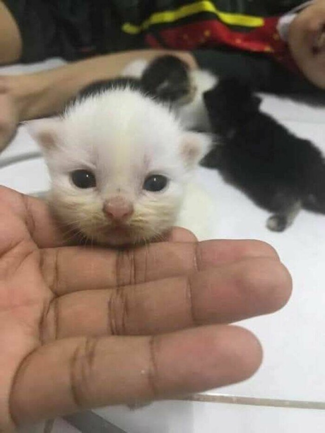 Очарование животных: моменты, которые заставляют улыбаться  