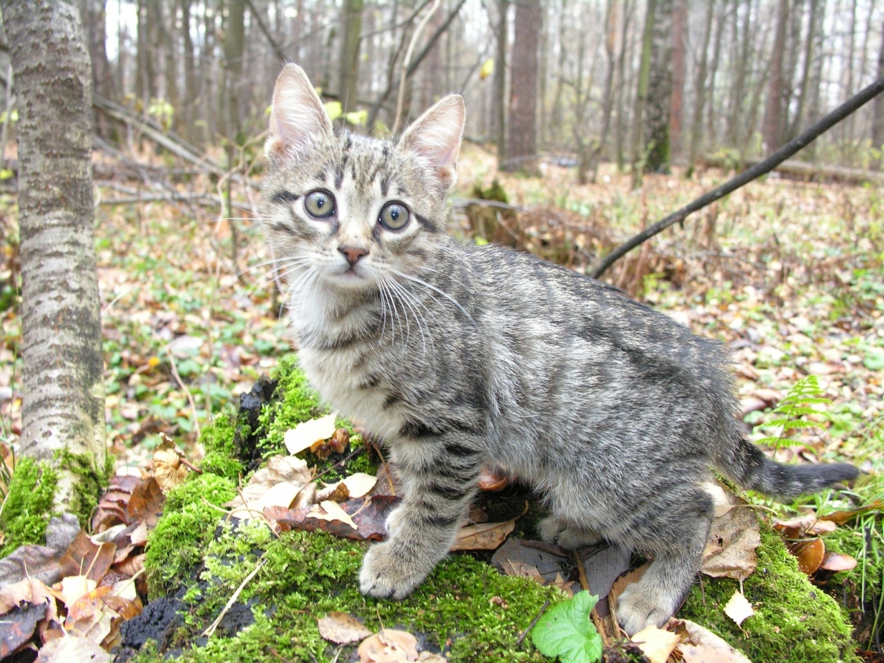 полосатый котенок