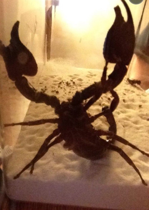 Скорпион алкоголь, опьянение, покупка