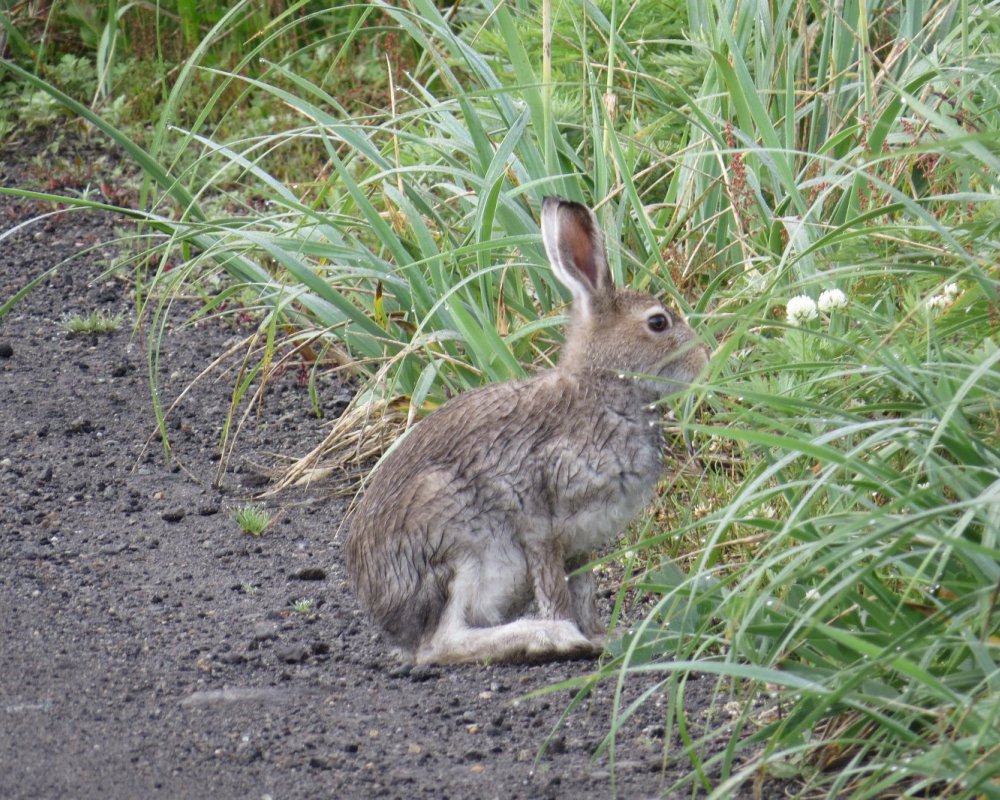 Зайчики дорожке траве и солнечные по бегут. Заяц Свердловской области. Охота на механического зайца.